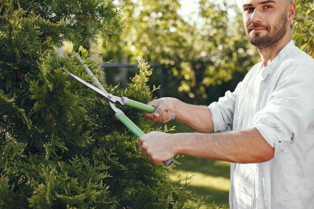 Best Emergency Storm Tree Removal  in Weldon Spring, MO